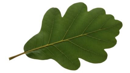 Isolated oak leaf on view showing vibrant green color and detailed leaf venation without color
