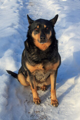 Portrait of a mixed breed dog sitting on a snowy path outdoors.