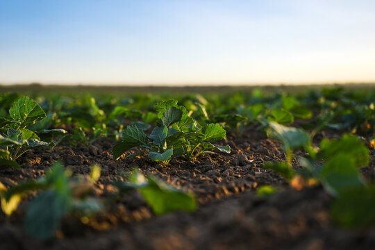 Fresh rapeseed plants emerging from soil at sunset, early crop growth in rural agricultural landscape
