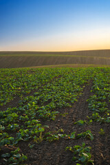 Green rapeseed crop rows growing in fertile agricultural field under clear blue sky at sunrise