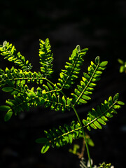 Backlit Fresh Green Tree Leaves with Sunlight Shining Through