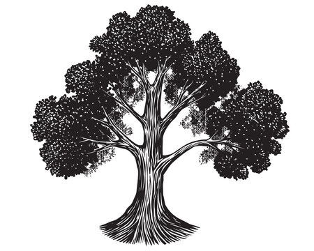 Old oak tree drawing. Black and white hand drawn engraving as a symbol of home, steady and peace. Can be recognised as ash or walnut.