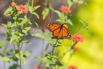 monarch butterfly on flower