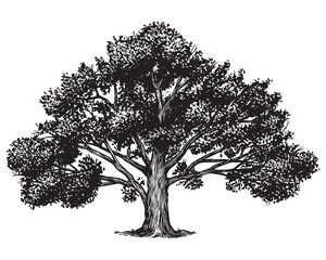 Fototapeta premium Old oak tree drawing. Black and white hand drawn engraving as a symbol of home, steady and peace. Can be recognised as ash or walnut.
