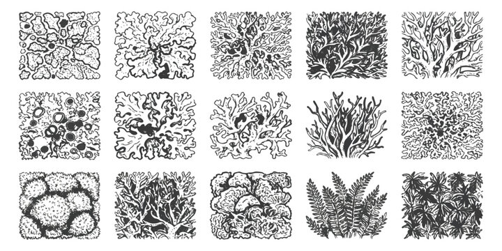 A collection of diverse lichen and plant illustrations in black and white
