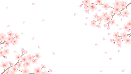 Cherry blossom branches and falling petals frame on white background. Spring sakura vector illustration. © fromage