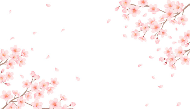 Cherry blossom branches and falling petals frame on white background. Spring sakura vector illustration.