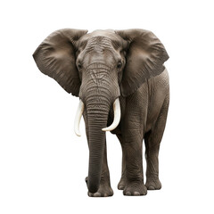 Obraz premium Majestic african elephant standing tall against a white background isolated on transparent background