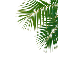 Fototapeta premium Vibrant Palm Leaves Tropical Background - Vector Illustration Transparent Background