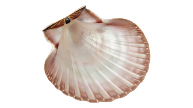 Isolated scallop shell with ridges is pearlescent, showing a unique texture and pattern