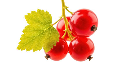 Isolated Red Currants hanging on the vine, with leaf, fresh berry fruit, healthy eating © Elowen