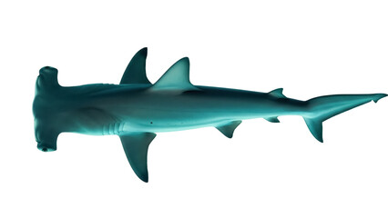 Obraz premium Isolated hammerhead shark swimming, side view marine animal. Aquatic predator in blue tones