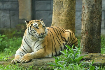 Obraz premium A male tiger is lying in a cage at the zoo