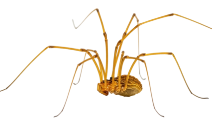 Isolated, harvestman arachnid with long legs crawling, against a seamless background, no shadow