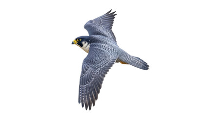 Isolated Peregrine falcon soaring mid-air, wings spread, flying forward in motion