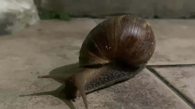 Brown garden snail or cornu aspersa