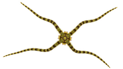 Isolated Brittle Starfish, Five-Armed with Alternating Dark and Light Stripes Pattern
