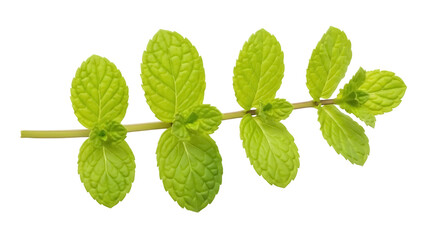 Isolated sprig of fresh green mint leaves close-up, aromatic herb for culinary and health use © Isolde