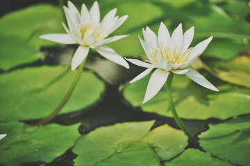 水面に浮かぶ二輪の白い睡蓮の花。鮮やかな緑の葉が周りを囲み、水面には木漏れ日が反射している。