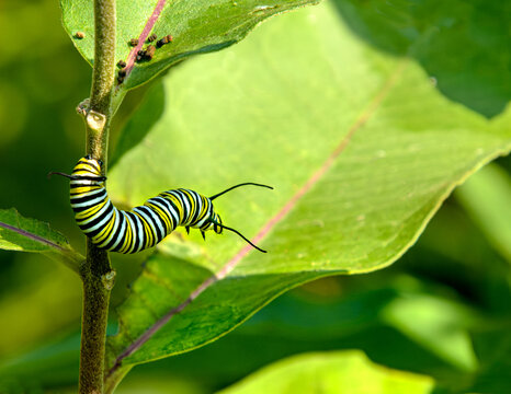 A fifth instar monarch butterfly caterpillar crawling down a stem and leaning out over a new milkweed leaf to eat