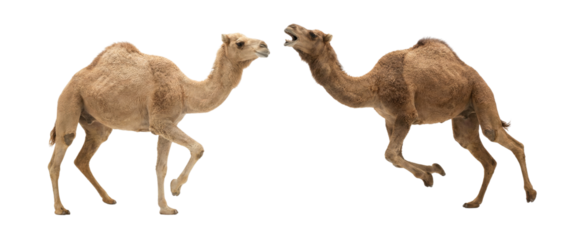 Two Dromedary Camels Isolated on White Background