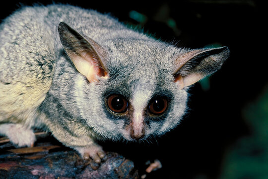 Portrait of a Galago, Galago senegalensis,aka Bushbaby