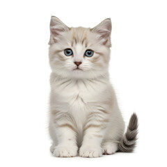 Fototapeta premium Cute white kitten with blue eyes isolated on White Background
