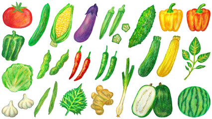 夏野菜のイラストセット オイルパステル画