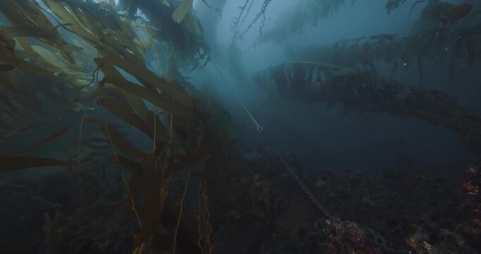 Anchor line in giant kelp reef with strong current.