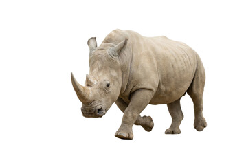 Obraz premium White Rhinoceros Walking Isolated on White Background