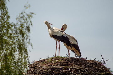 Pair of white storks in a large nest against clear sky