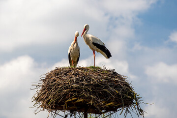 Fototapeta premium Pair of white storks standing in a large nest against blue sky