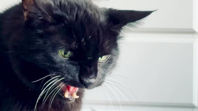 portrait of a black cat with bright green eyes yawning, hissing, or meowing against a light background. Focus on the expression, whiskers, and open mouth with small fangs. The scene suggests emotions 