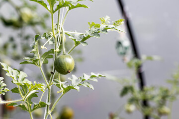 Fototapeta premium Growing watermelons in a greenhouse. Stems, green leaves, and a small watermelon. Gardening and harvesting for a healthy diet.