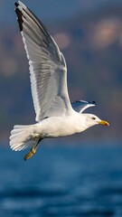 A white seabird soars gracefully above the blue water, its wings spread wide in a vibrant, natural setting