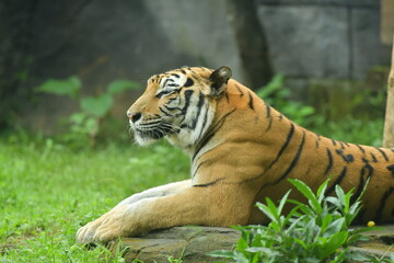 Fototapeta premium A male tiger is lying in a cage at the zoo