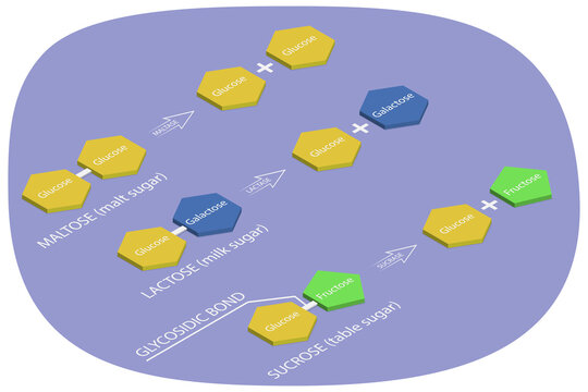 3D Isometric Flat  Illustration of Disaccharides Digestion, Body Process Of Breaking Down Complex Sugars Into Simple Ones