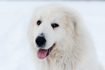 large white pyrenean mountain dog in winter field on white snow, huge dog sitting on snow trail, close-up view of head, dogwalking concept