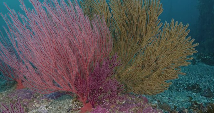 Three different species of sea fans growing near each other.