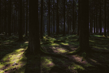 Obraz premium Green mossy forest floor with trees.