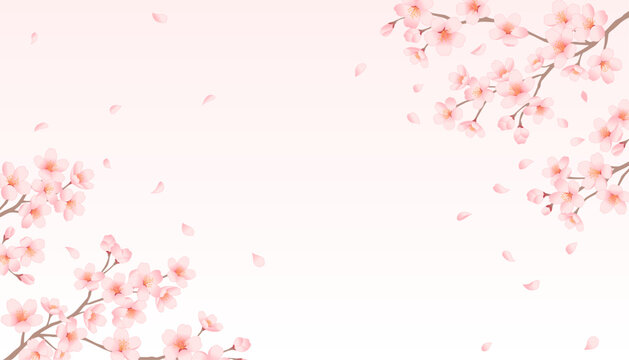 Cherry blossoms frame on pale pink background. Gentle spring sakura vector illustration.
