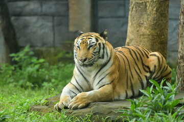 A male tiger is lying in a cage at the zoo