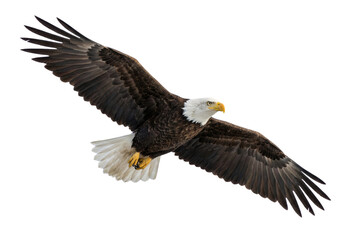Obraz premium Flying Bald Eagle with Outstretched Wings Isolated on White Background