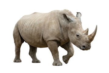 Obraz premium White Rhinoceros Walking Isolated on White Background