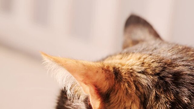 closeup domestic cat's ear, feline's sharp sense hearing, adult domestic tortoiseshell cat, domestic comfort in home setting, Pet's relaxing moment, keeping four-legged pet, Still life peaceful feline