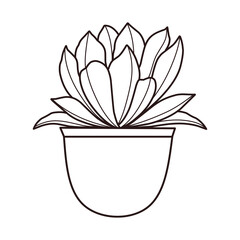 Simple succulent in pot