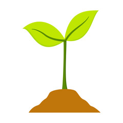 Young plant growing from soil