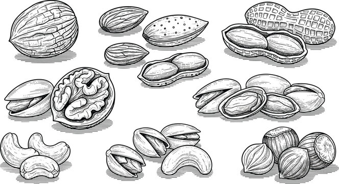 Vintage Hand Drawn Nut Collection Featuring Walnut Almond Peanut Pistachio Cashew and Hazelnut Sketches cad drawing flat vector illustration