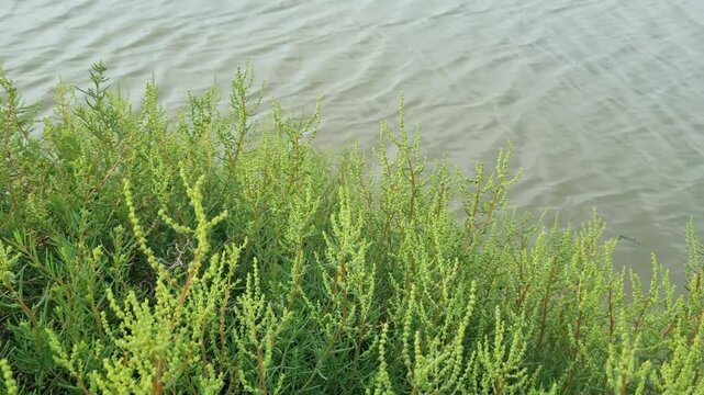 Green coastal plants on pond edge with calm water ripples