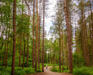 Obraz premium Lovely woodland walks at Delamere forrest, Delamere, cheshire, UK
